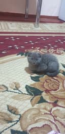 Шотландский вислоухий котёнок