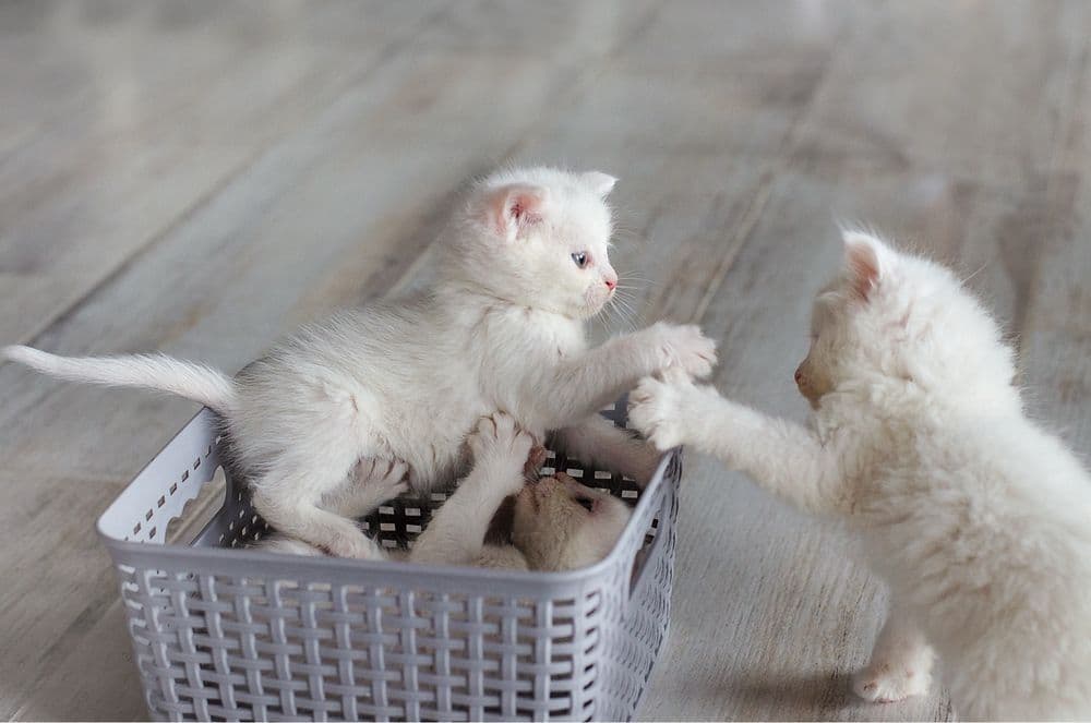 Turk Angora mushukchalari — 1
