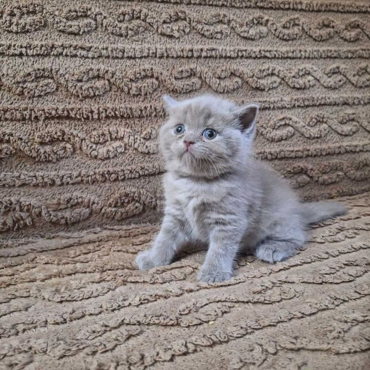 Продаются котята — 1