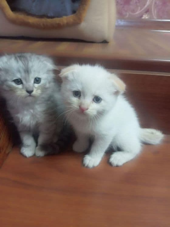 Продаётся породистые котята — 1