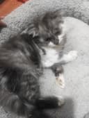 Scottish fold longhair mushuk sotiladi srochno.