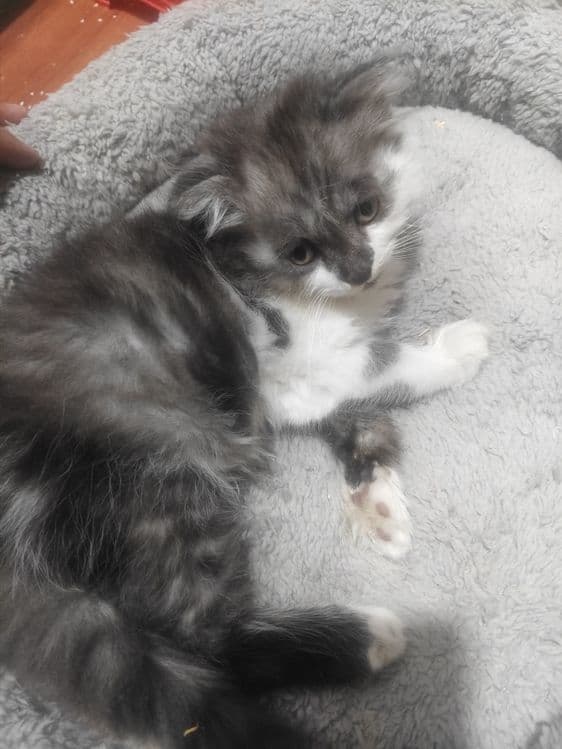 Scottish fold longhair mushuk sotiladi srochno. — 1