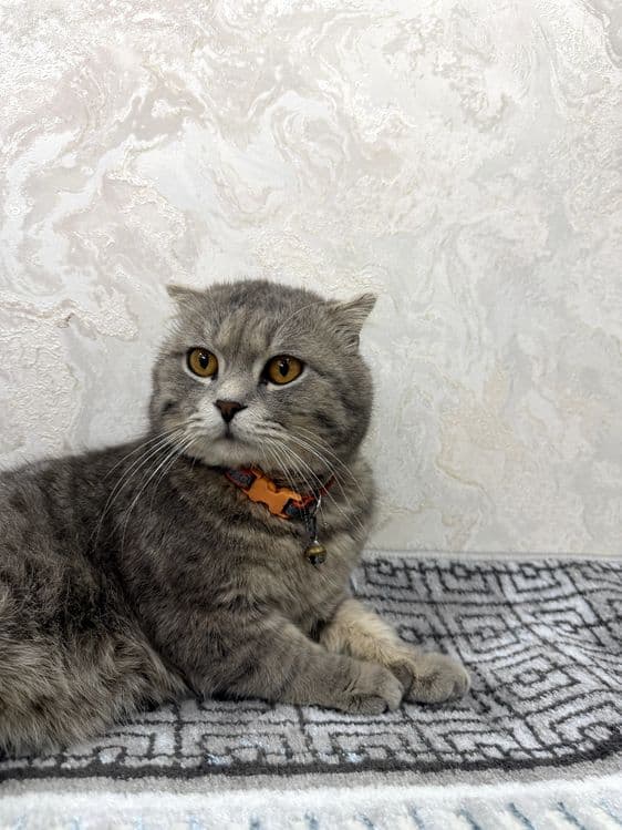 Scottish Fold sotiladi Narxi 500.000 — 1