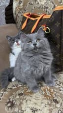 Скотиш страйт мальчик