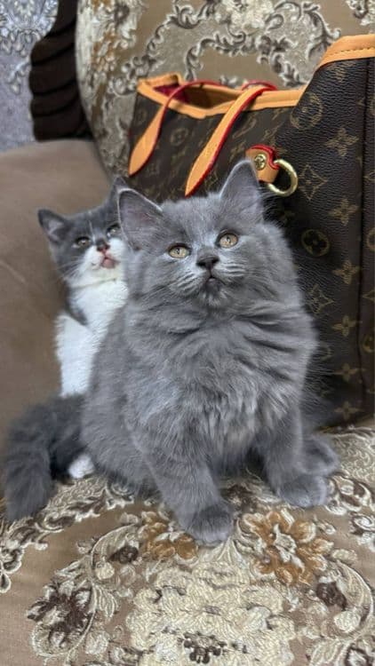 Скотиш страйт мальчик — 1