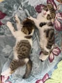 Продаются котята скоттиш фолд веслоухие(загнутые ушки)