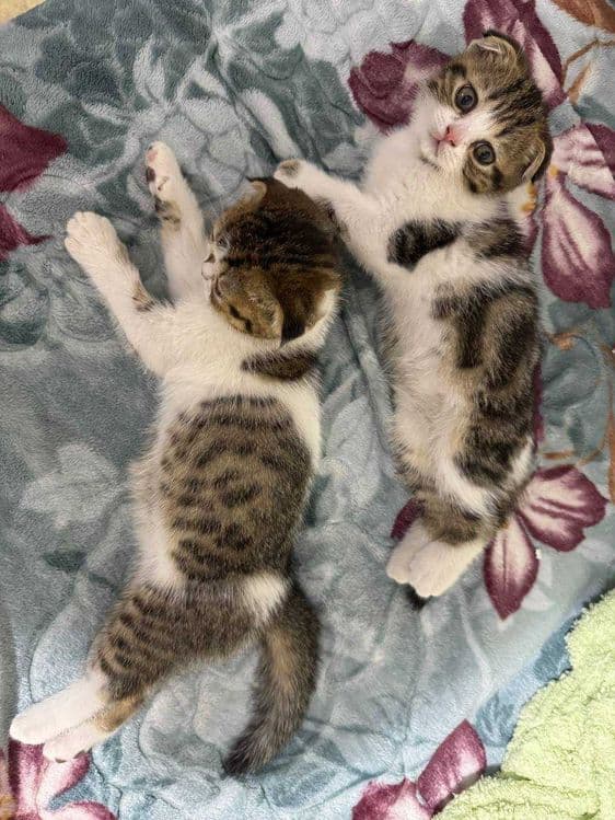 Продаются котята скоттиш фолд веслоухие(загнутые ушки) — 1