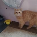Прадажа кошек пародистых
