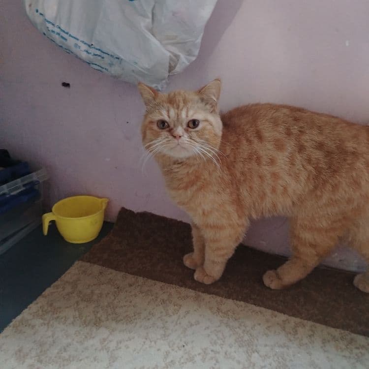 Прадажа кошек пародистых — 1