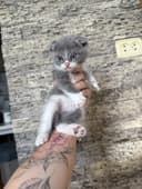 Продаются котята скотиш фолд и скотиш страйт