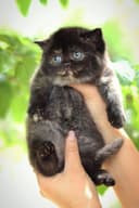 Британский котенок
