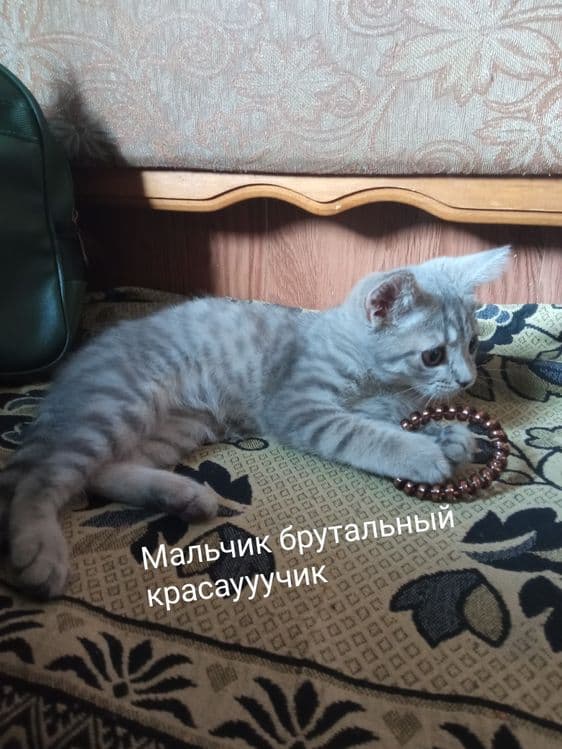 Шотланцы скотиши — 1