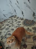 Scotish fold zotli mushuk sotiladi tozza zotli xojatga oʻrgangan