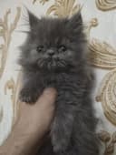 Персидские котята зксрималы