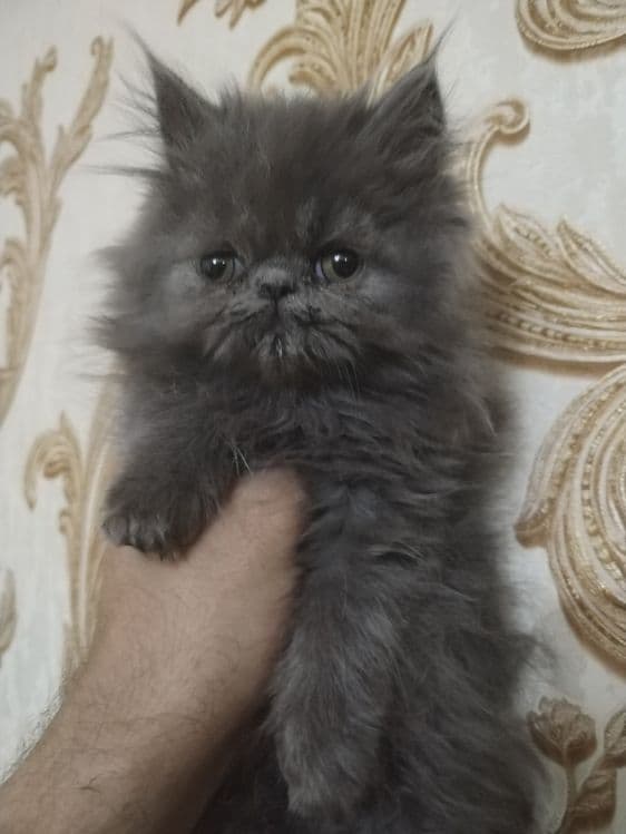 Персидские котята зксрималы — 1