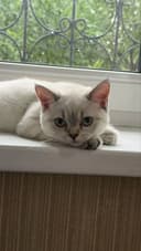 Продаётся котёнок Скоттиш Страйт