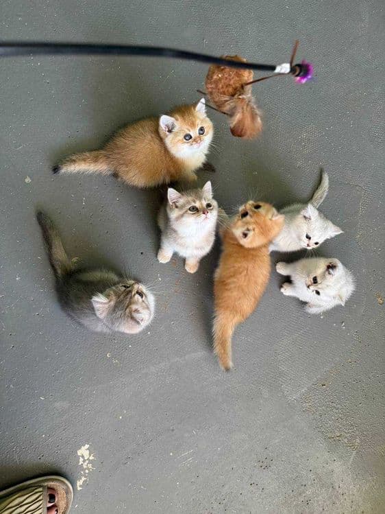 Продается котята — 1
