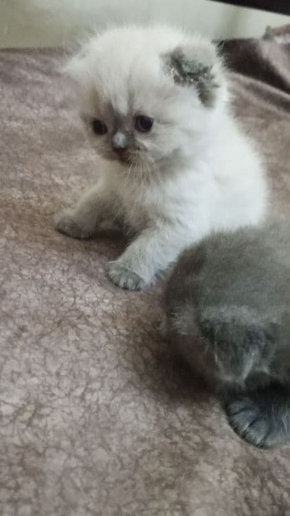 Чистокровные Котята шотландские скотиш фолд и страйт — 1