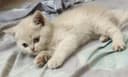 Чистокровные шотландские Скотиш фолд и страйт