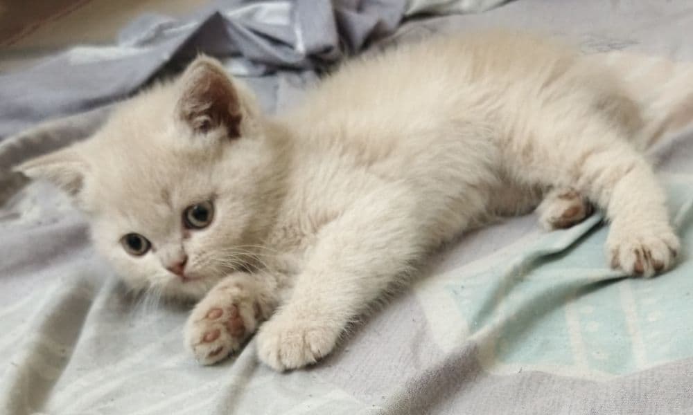 Чистокровные шотландские Скотиш фолд и страйт — 1