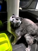 Срочно продам шотландскую вислоухую кошку (девочка)