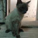 Mushu sotlad 600min kelishlad