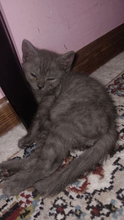 3 ta qoldi Otasi eli 2 ta óğil bola mushuchala qoldi.sikatish strat.. — 1