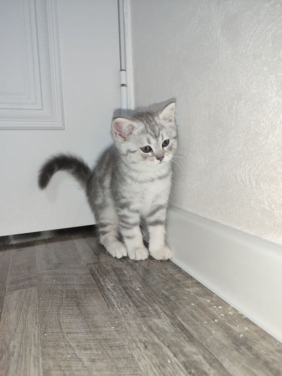 Mushuk bolasi sotiladi 2ta qoldi — 1