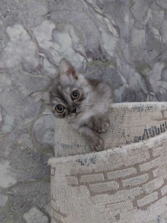 Котята страйт 8 месяцев — 1