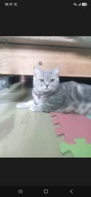 Продам котят Британские