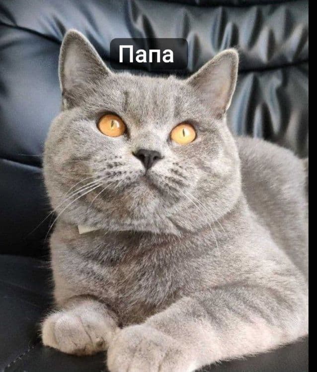 Продаётся Котенок — 1
