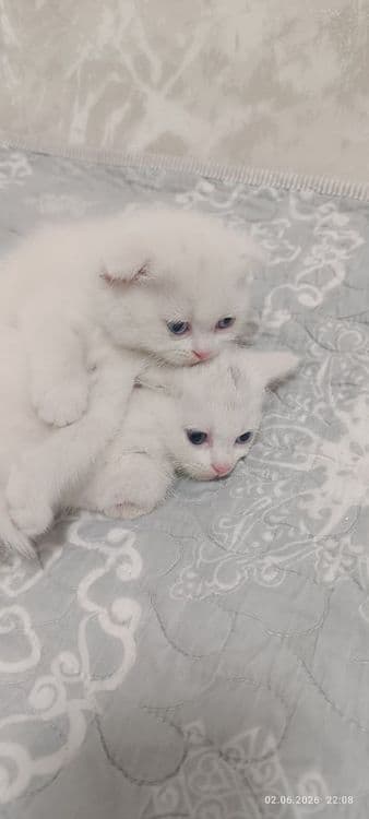 Продам котят скотиш фолд, шиншилла — 1