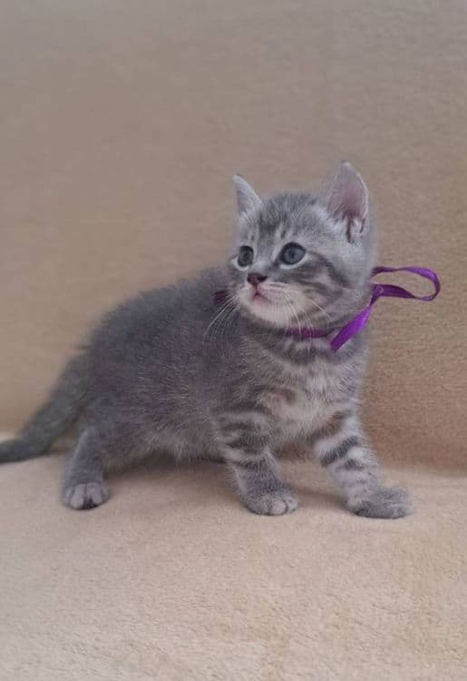 Котенок девочка породистая страйт — 1
