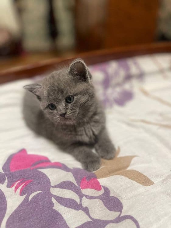 Скоттиш страйт 2 ойли сотилади. — 1