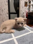 Котёнок, шатландский фолл