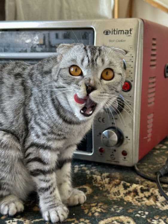 Scottish fold sotiladi — 1