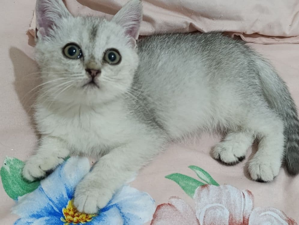 Serebrista Shinwilla — 1