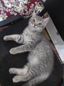 Скоттиш страйт продаётся