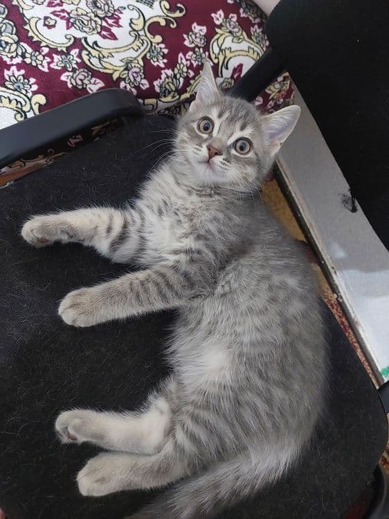 Скоттиш страйт продаётся — 1