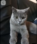 British male cat