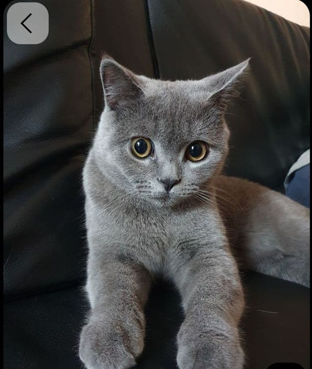 British male cat — 1