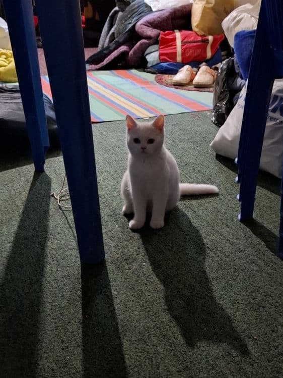 Скотиш Страйт, котёнок 6 месяцев — 1