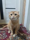 Продаётся Скотиш Фолд
