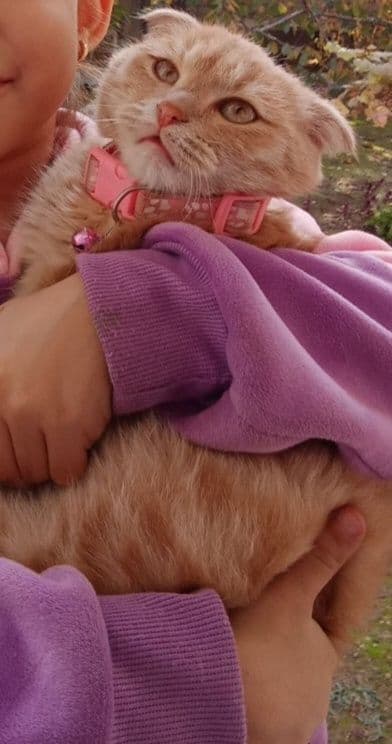 Scottish fold cat — 1