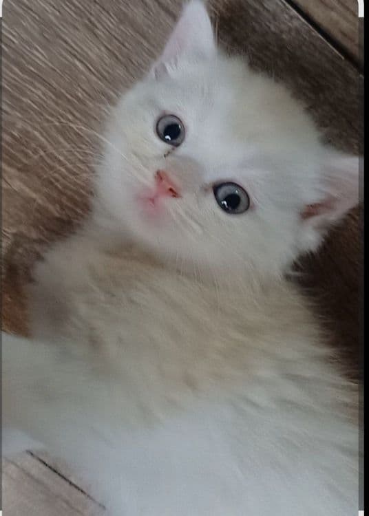 Шотландский страйд — 1
