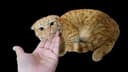 Вислоухая котёнок