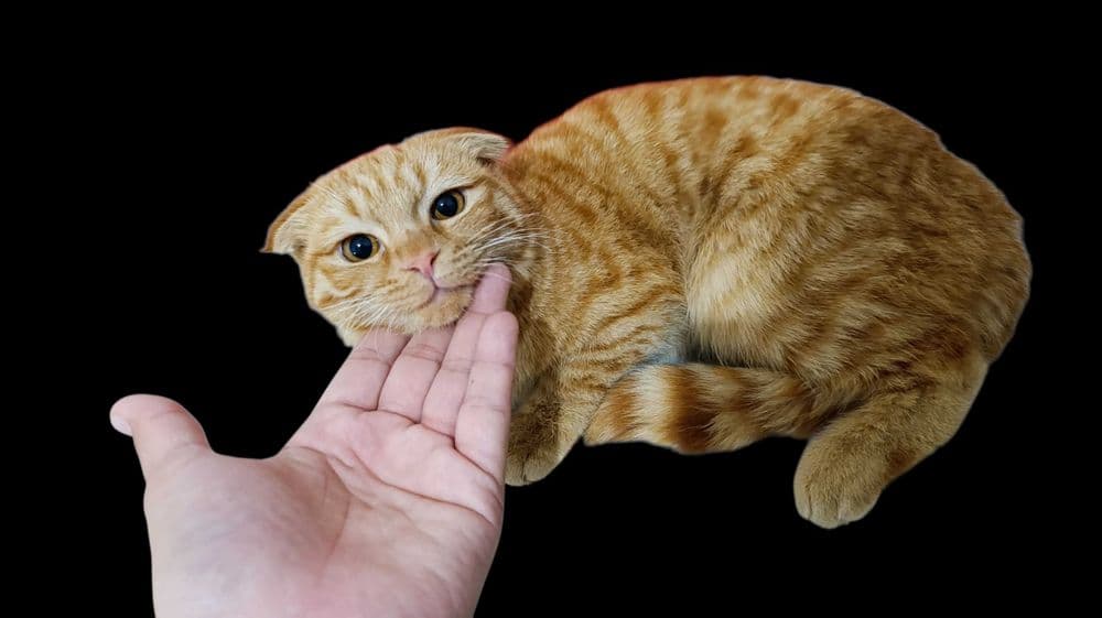 Вислоухая котёнок — 1