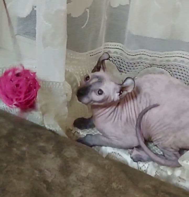 Канадский сфинкс эльф — 1