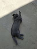Scottish Fold Mushuk Sotiladi