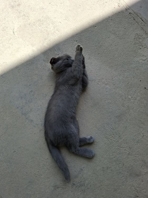 Scottish Fold Mushuk Sotiladi — 1